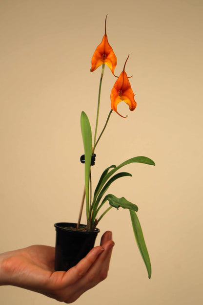 Masdevallia orkidéer