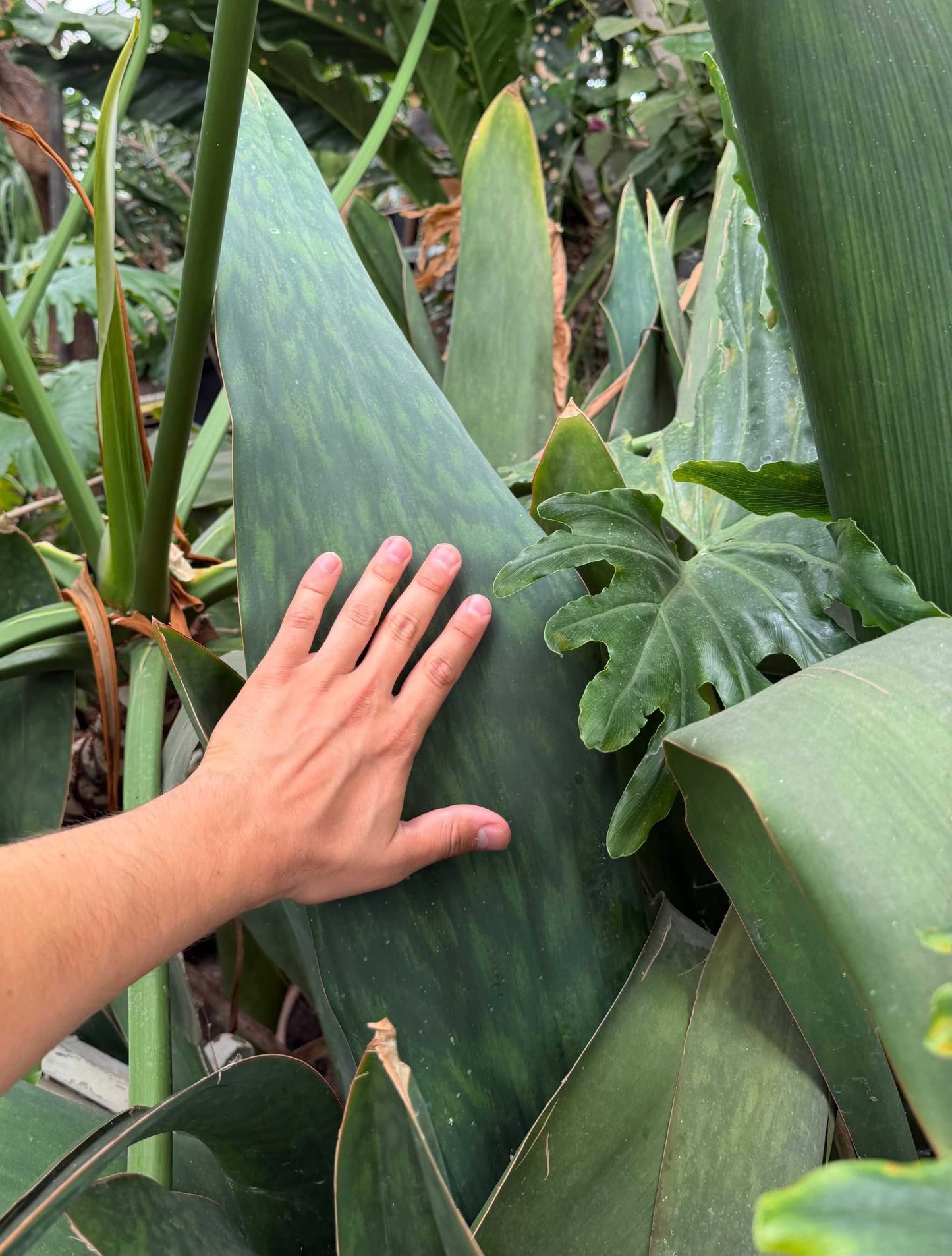 Sansevieria masoniana 'Whale fin'