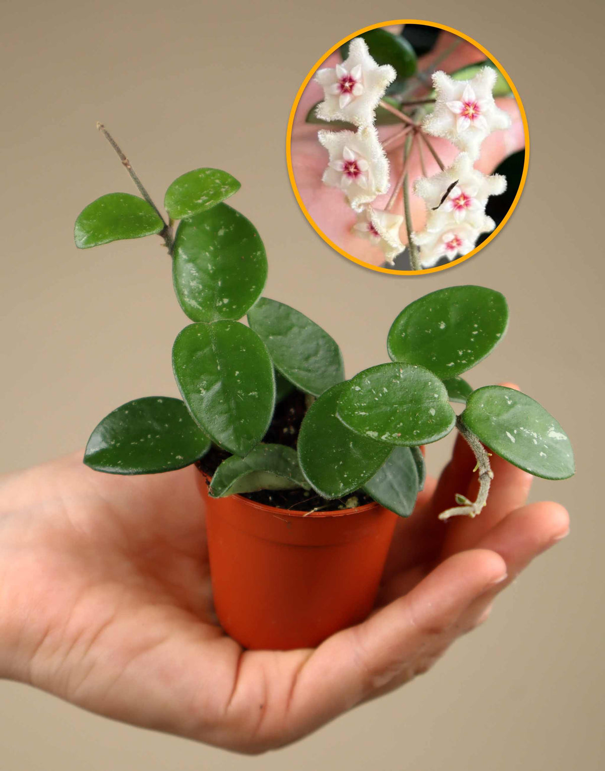 Hoya 'Mathilde'