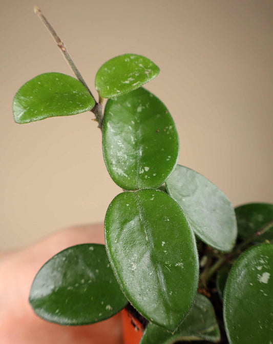 Hoya 'Mathilde'