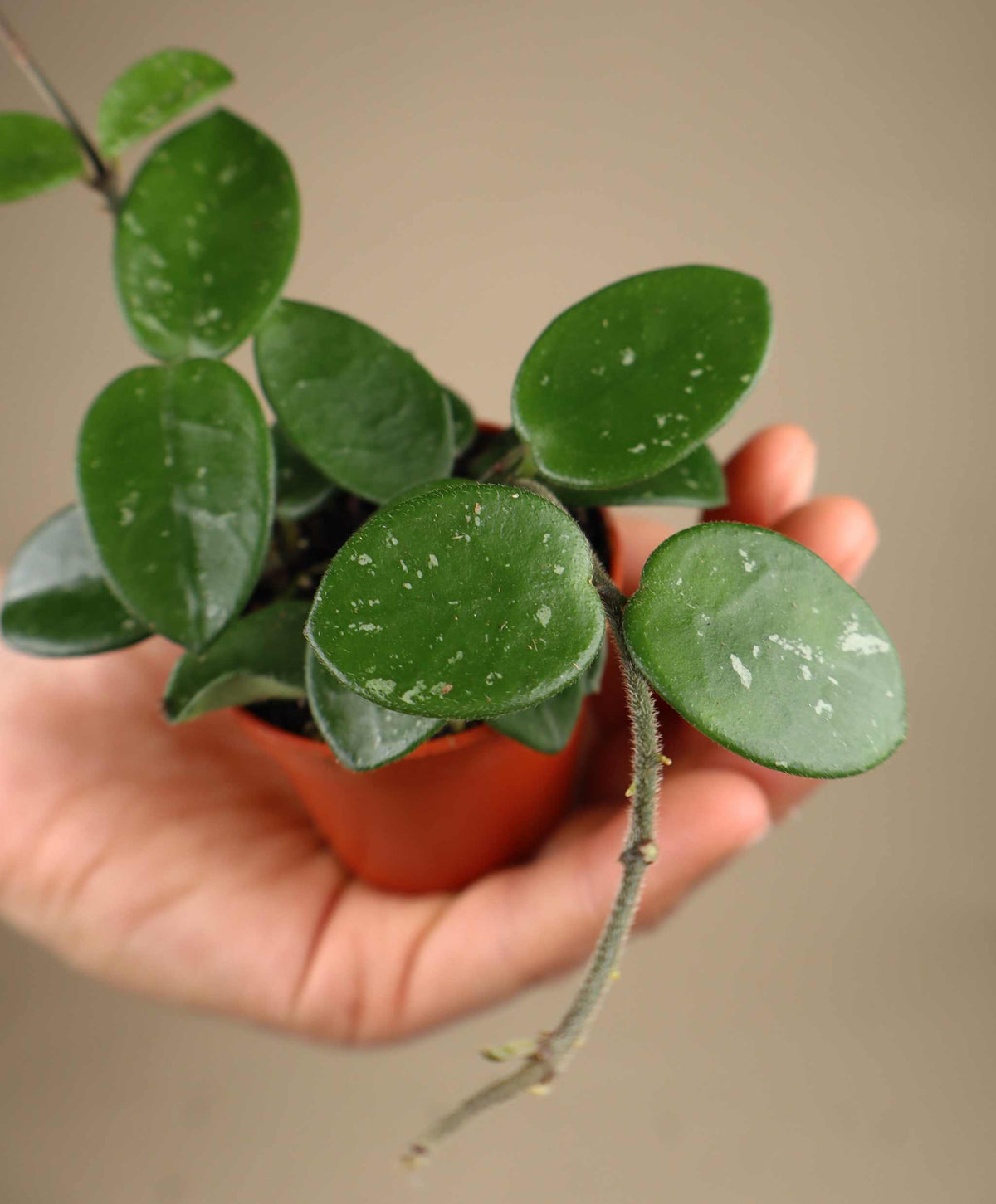 Hoya 'Mathilde'