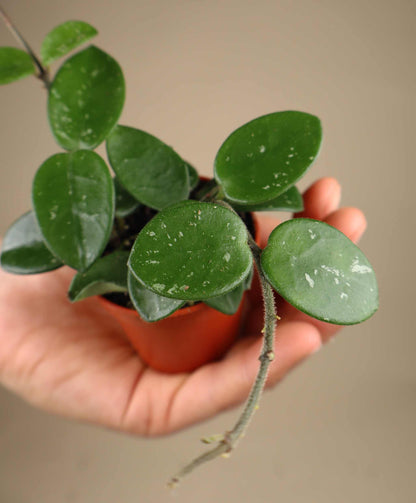 Hoya 'Mathilde'