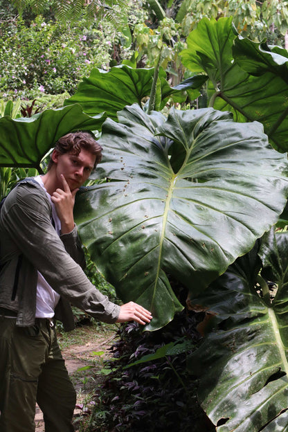 Philodendron maximum