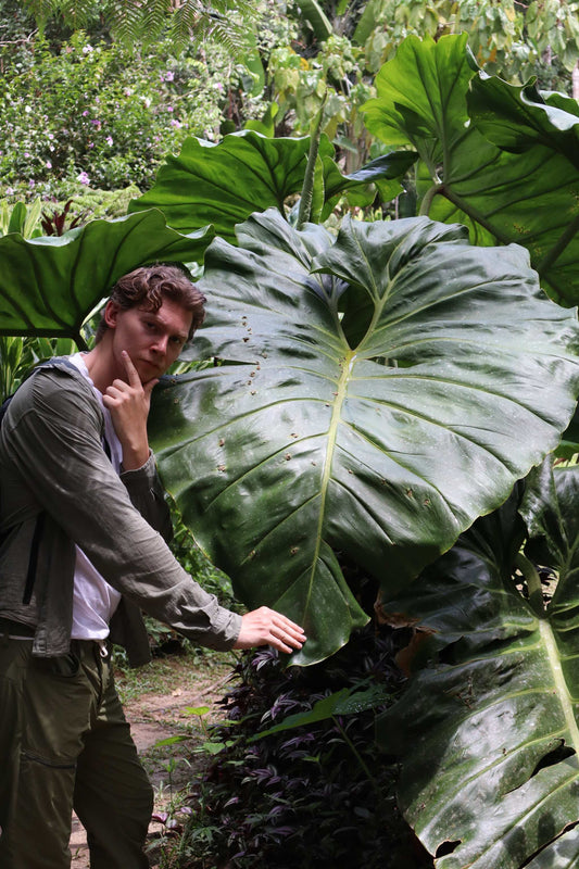 Philodendron maximum