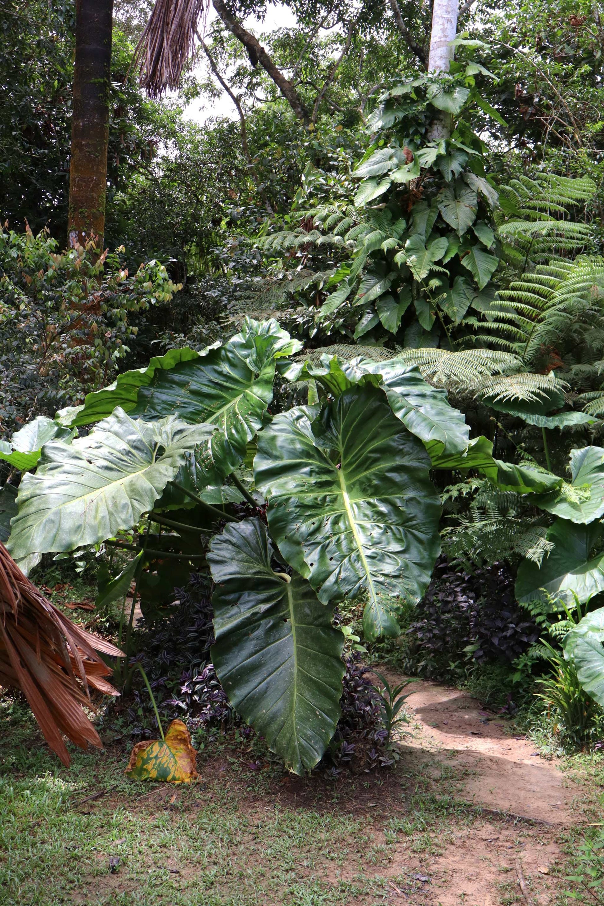 largest philodendron Philodendron Maximum