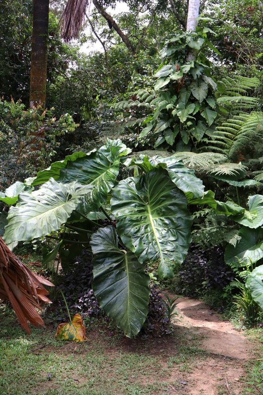 Philodendron maximum