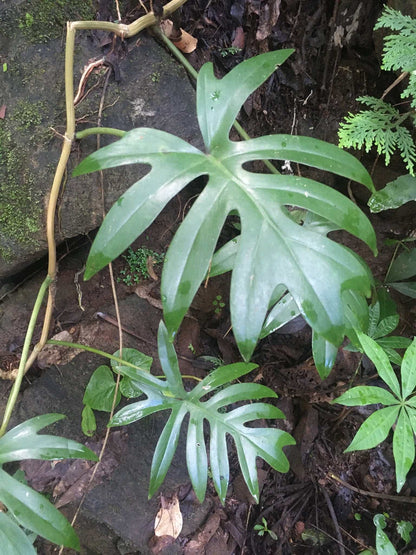 Philodendron mayoi