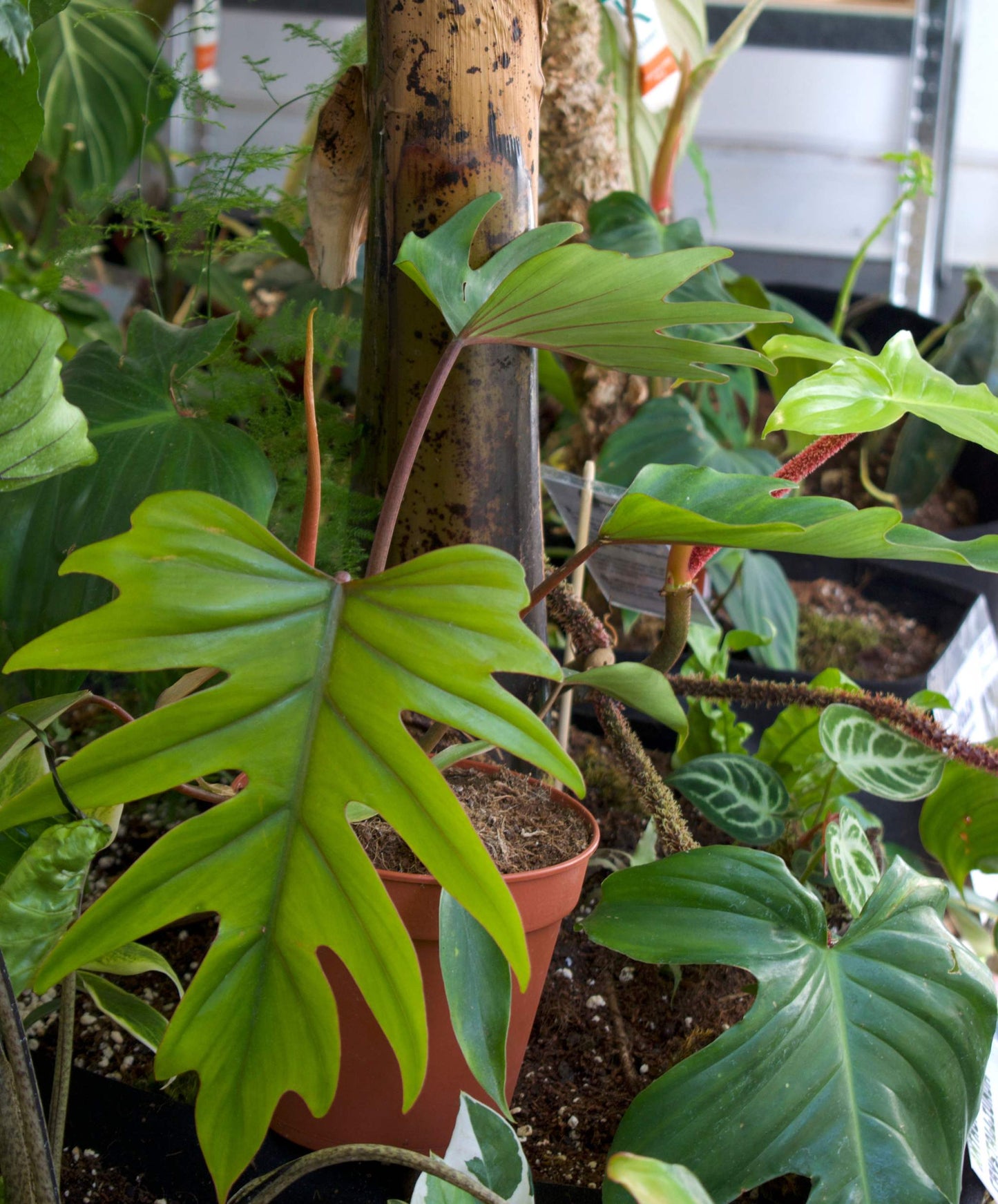 Philodendron Mayoi