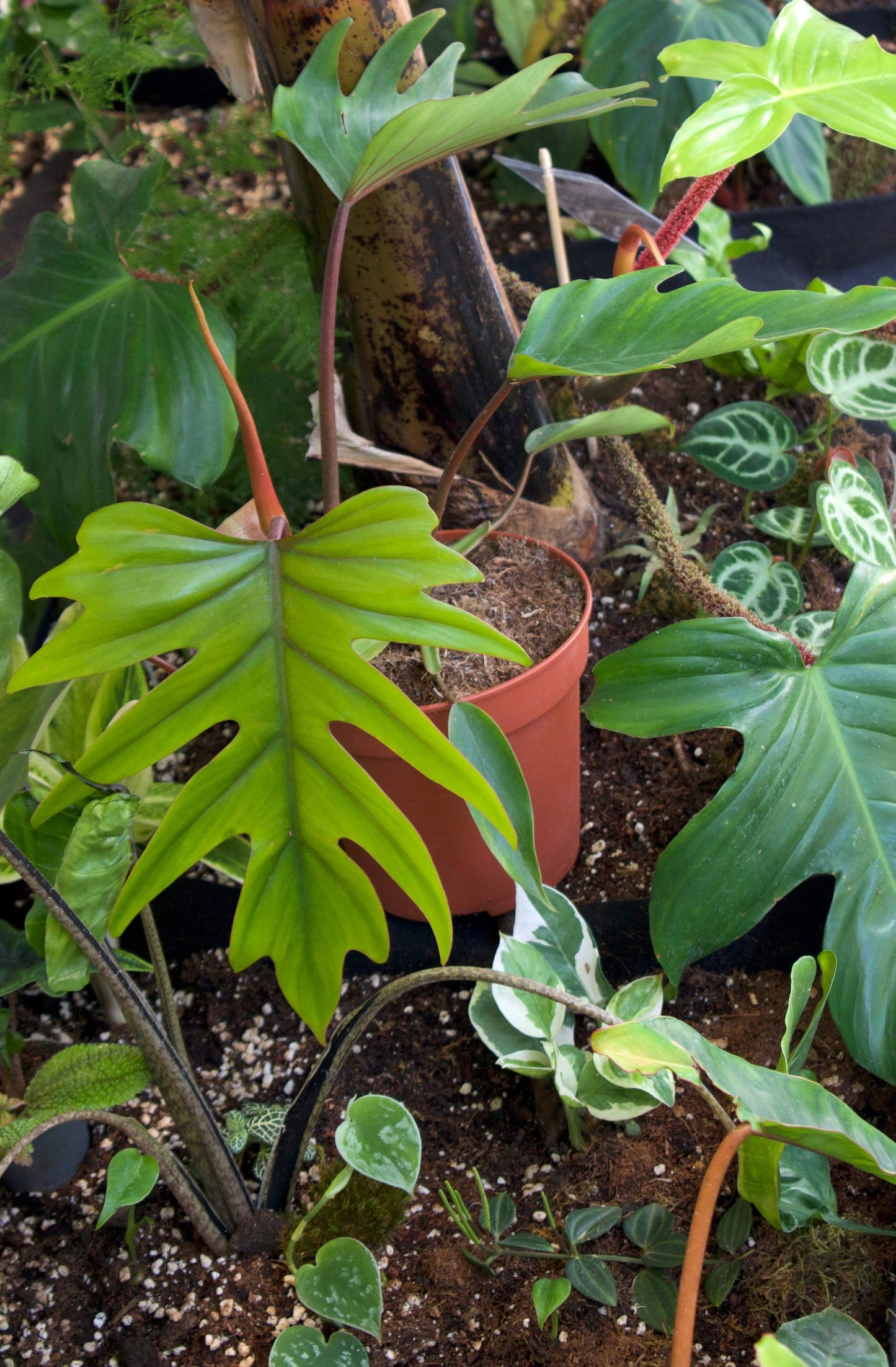 Philodendron Mayoi