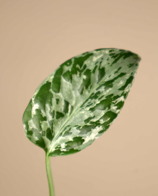 Monstera deliciosa ‘Bulbasaur’ - Pre-order