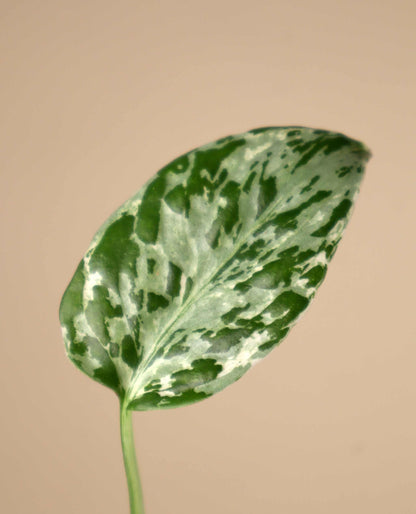 Monstera deliciosa ‘Bulbasaur’