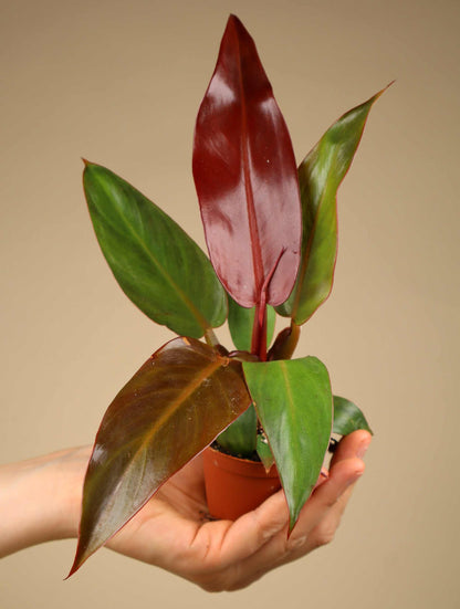 Philodendron McColley's Finale