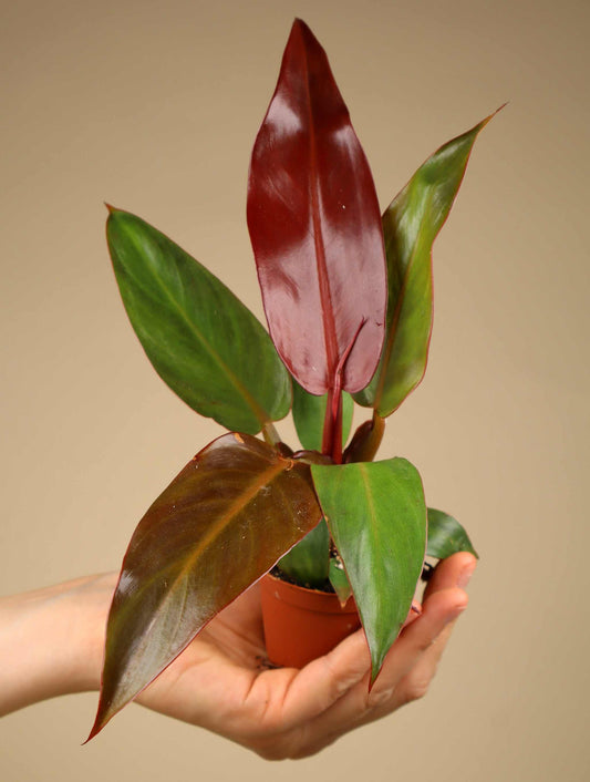 Philodendron McColley's Finale