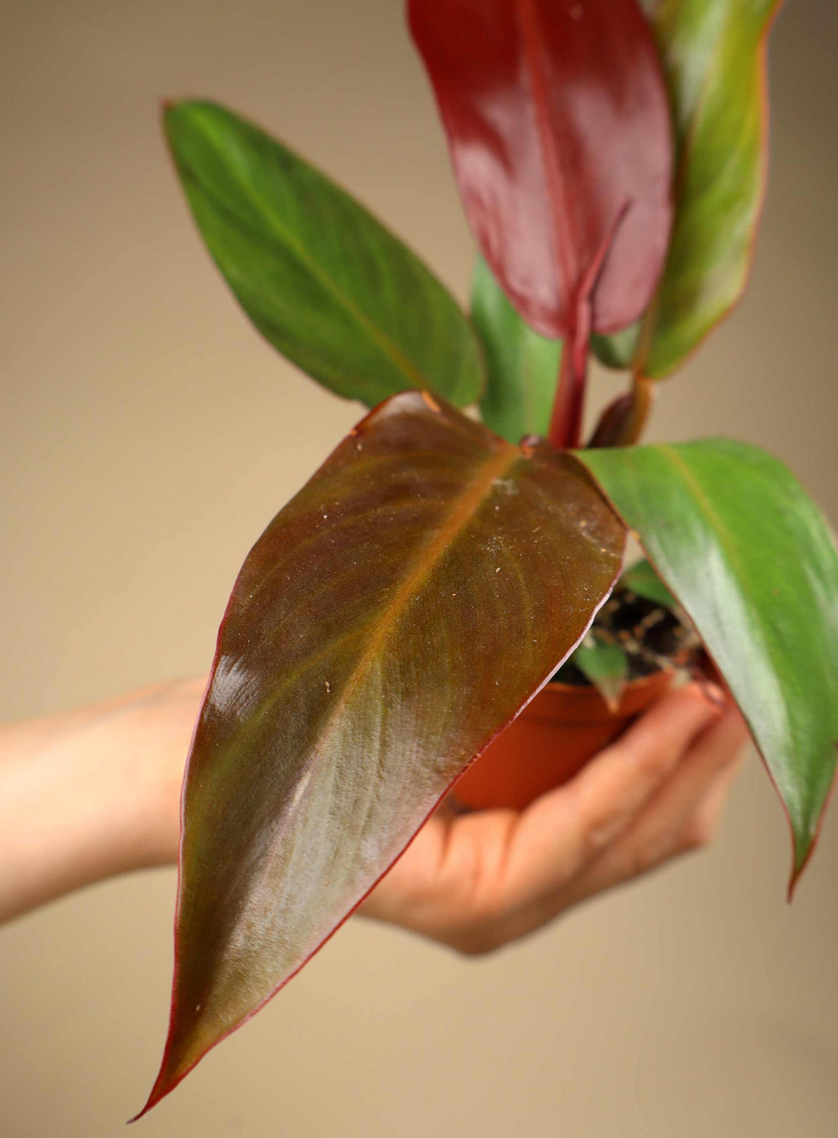 Philodendron McColley's Finale