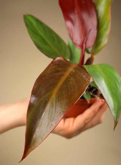 Philodendron McColley's Finale
