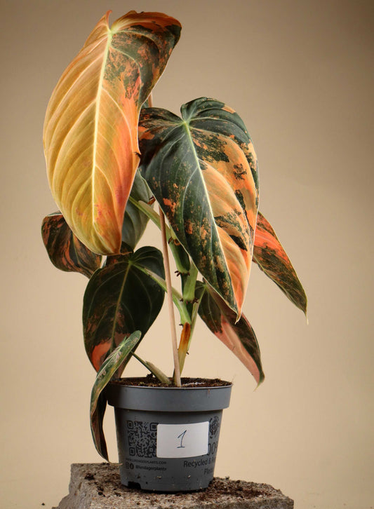 Philodendron melanochrysum Pink Variegata