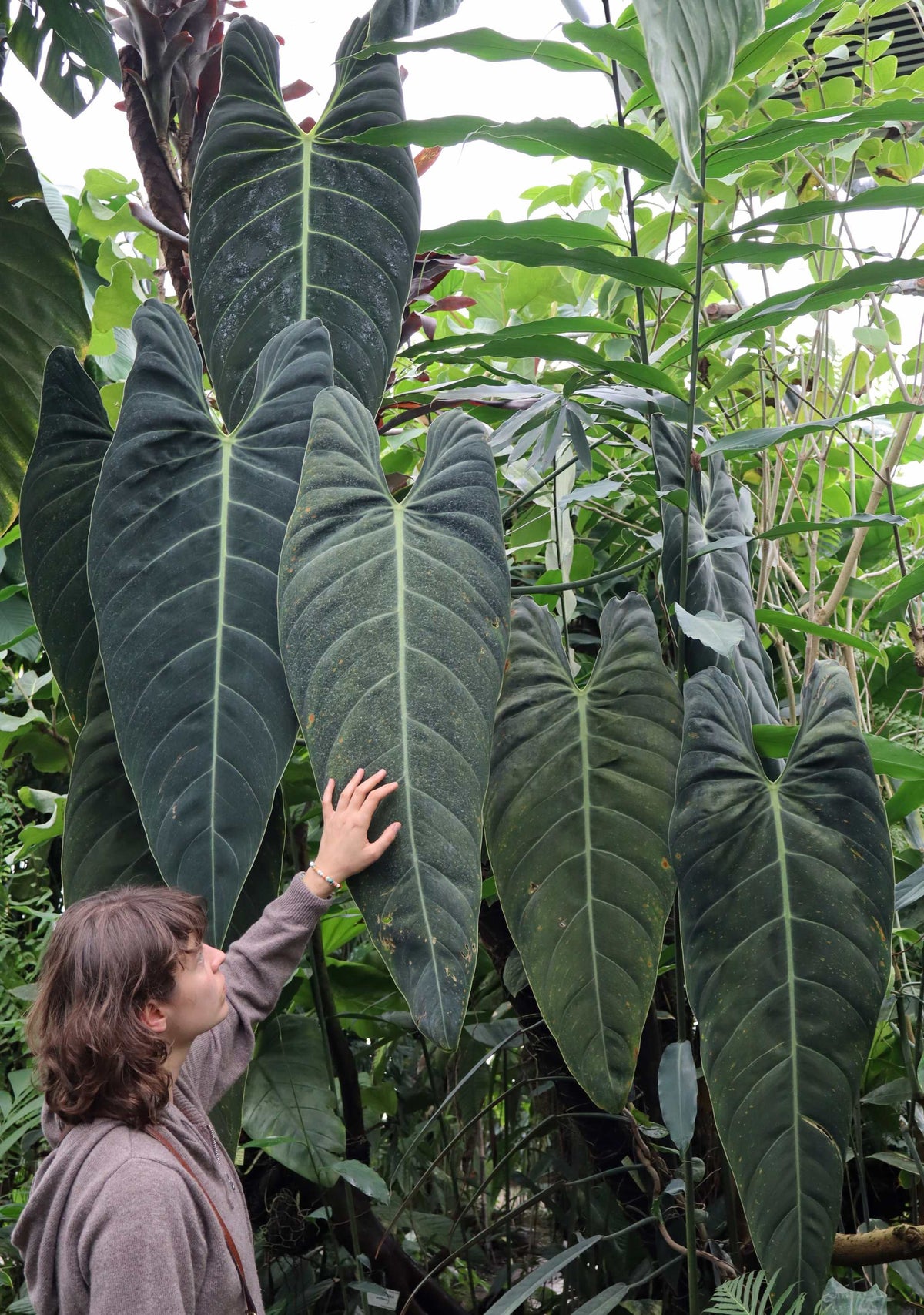 Philodendron melanochrysum