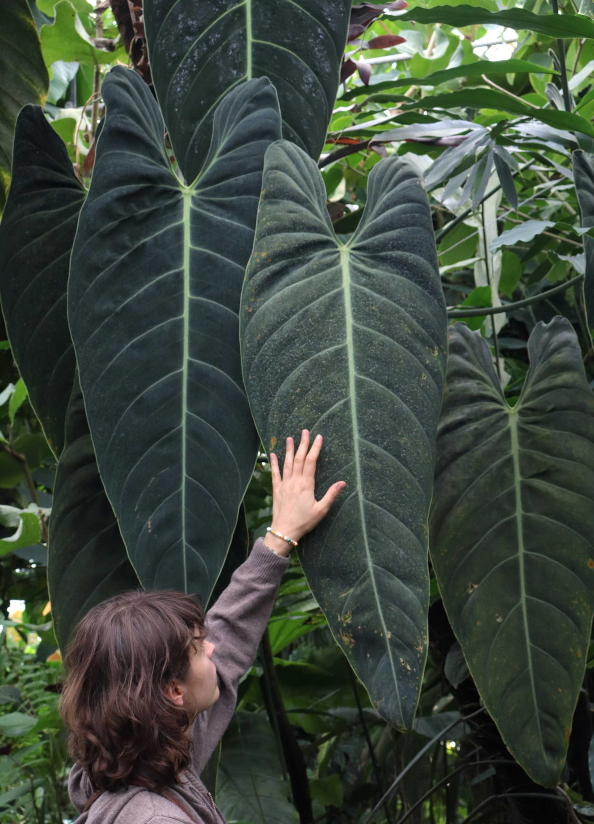 Philodendron melanochrysum