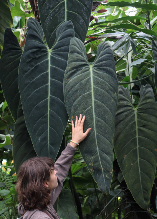Philodendron melanochrysum 