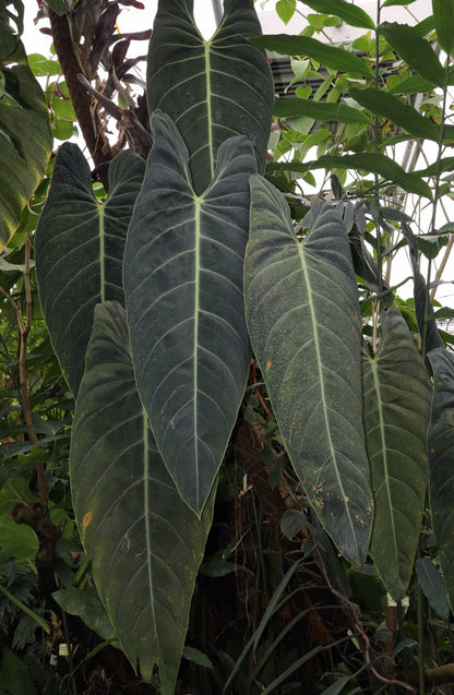 Philodendron melanochrysum