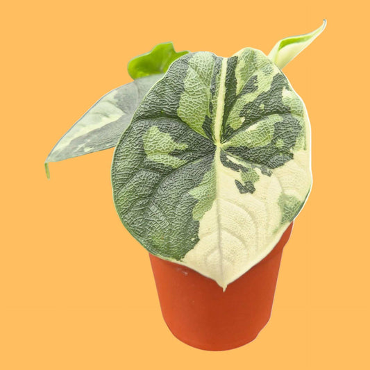 Alocasia melo Albo Variegata
