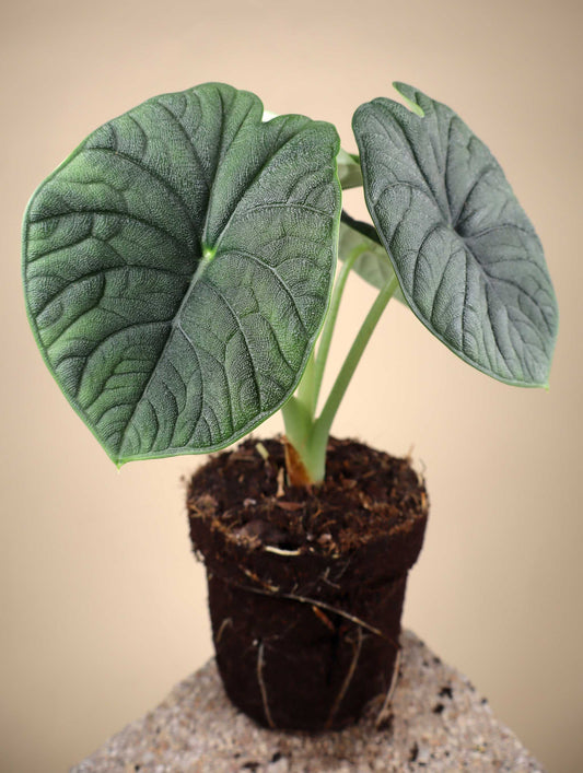 Alocasia melo