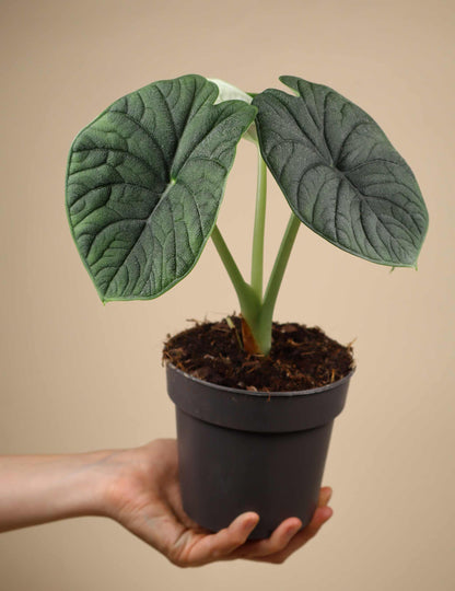 Alocasia melo 