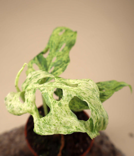 Monstera adansonii 'Frozen Freckles'