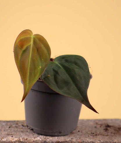 Philodendron micans