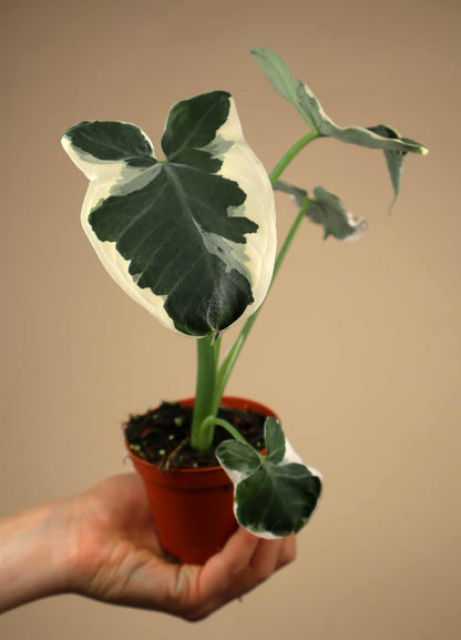 Xanthosoma sagittifolium Variegata Monstrose
