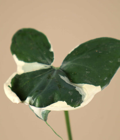 Xanthosoma sagittifolium variegatum monstrosum