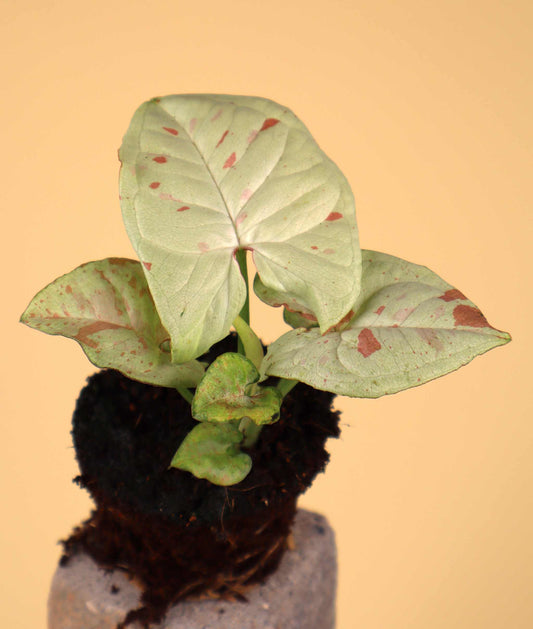 Syngonium 'Milk Confetti'