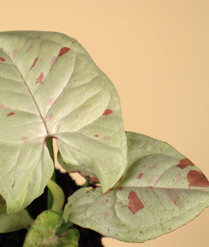 Syngonium 'Milk Confetti'