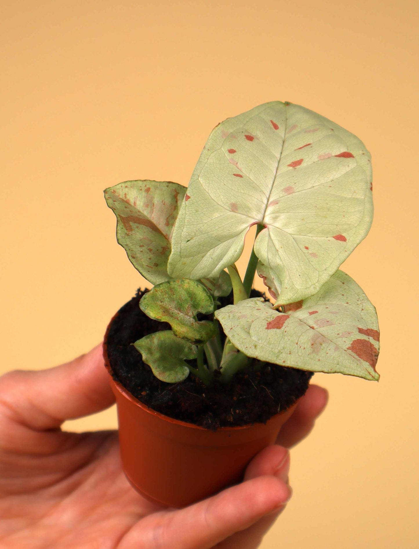 Syngonium 'Milk Confetti'