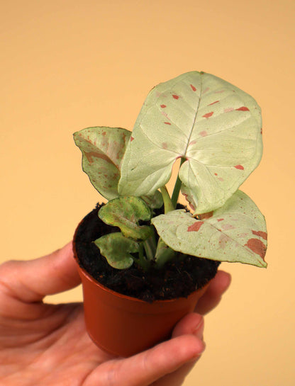 Syngonium 'Milk Confetti'