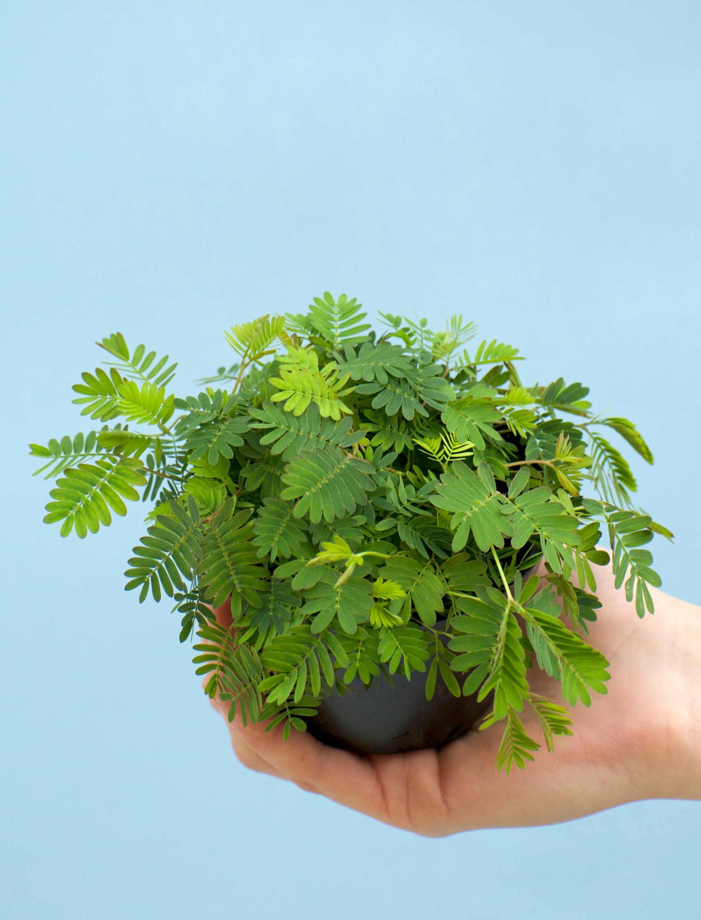 Sensitiva 'Mimosa pudica'