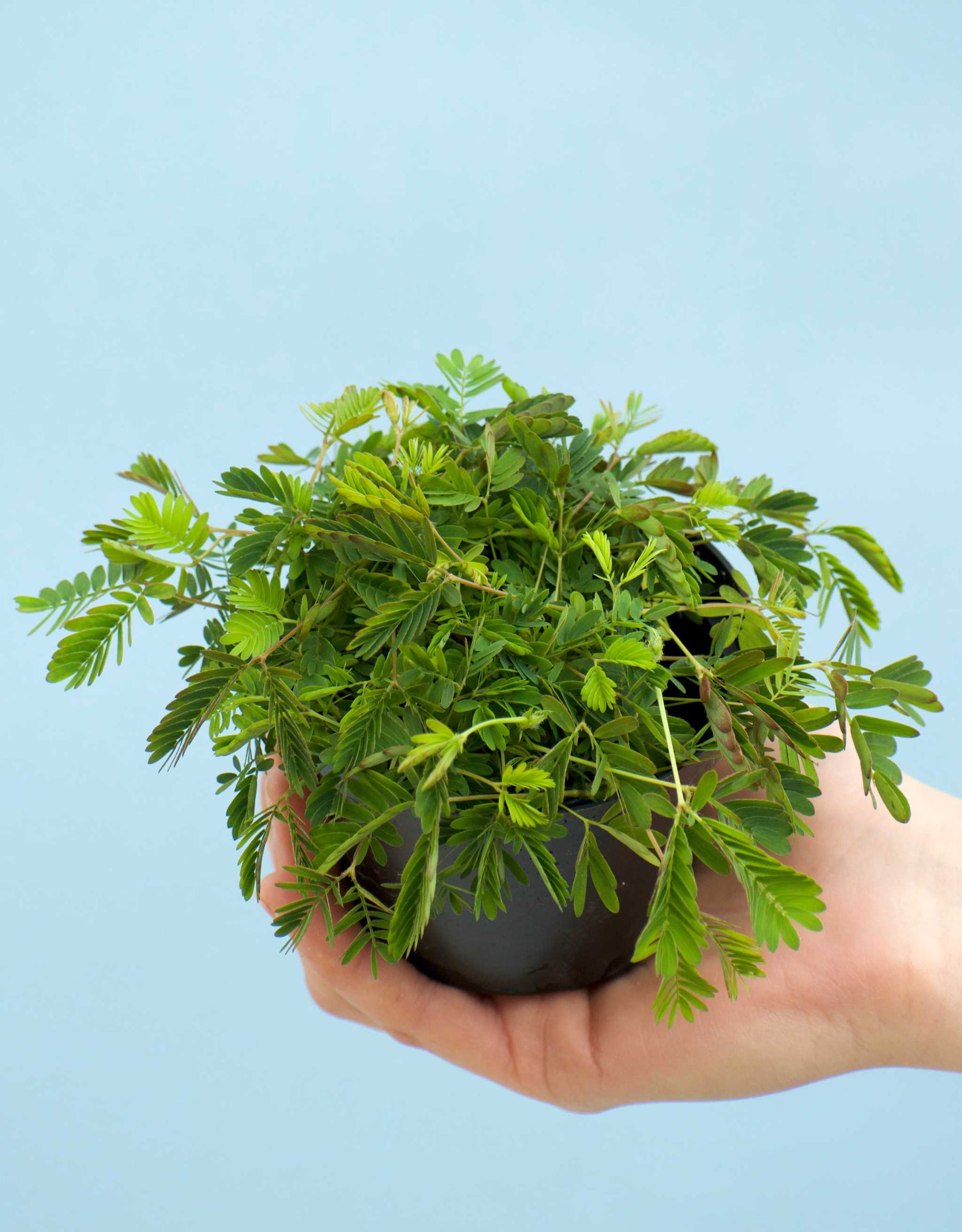 mimosa house plant Sensitive 'Mimosa pudica'