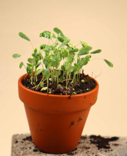 Sensitive 'Mimosa pudica'