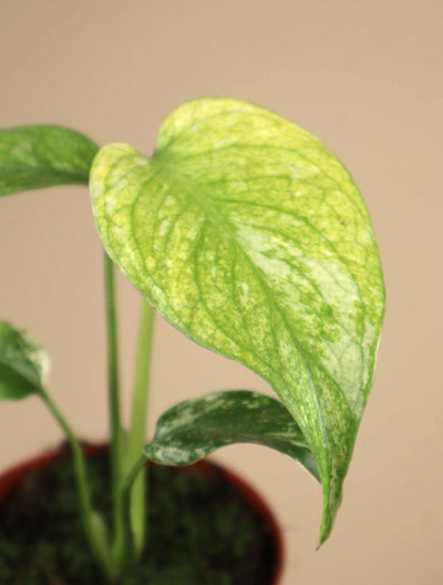 Monstera deliciosa Mint