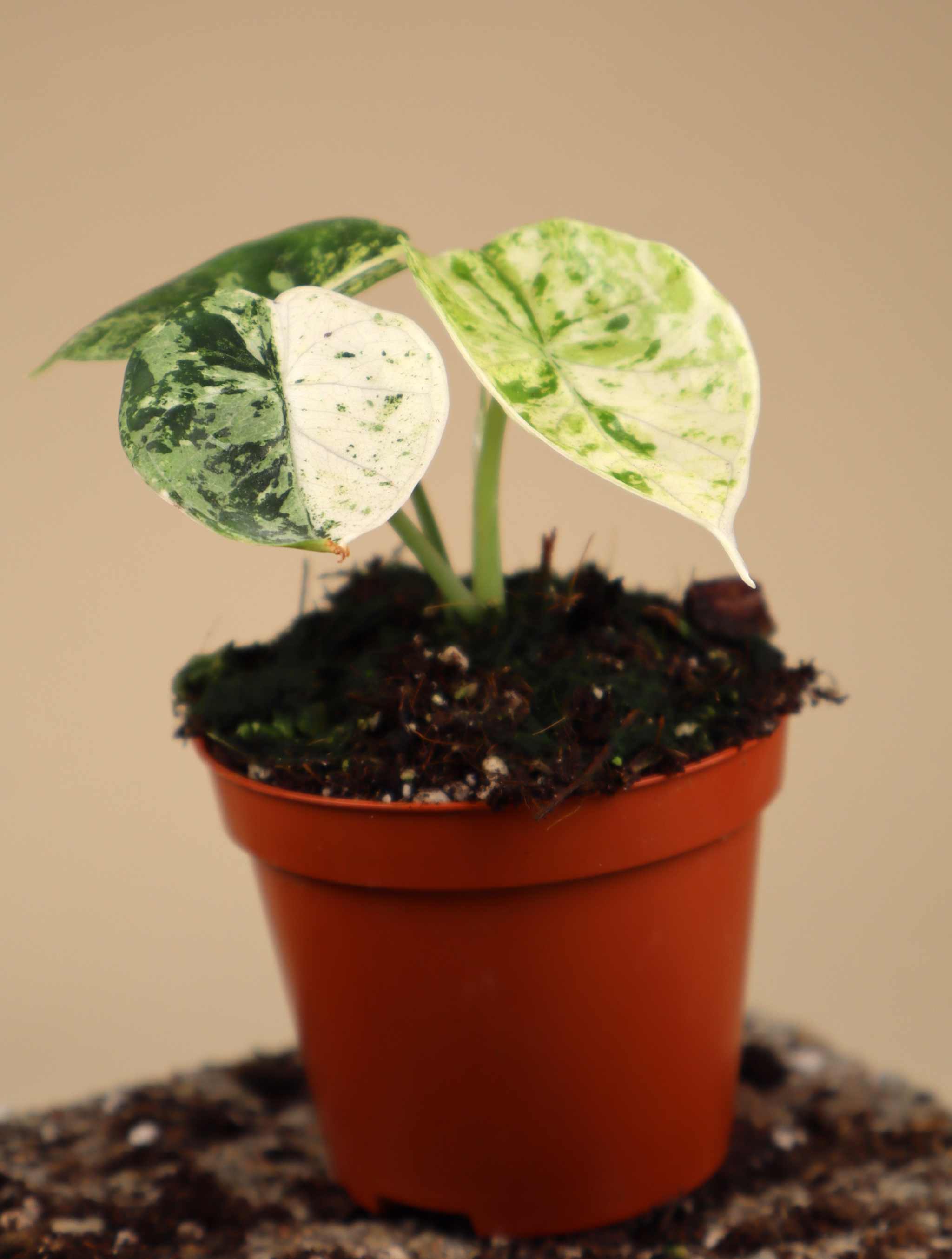 Alocasia dragon scale mint variegata | Buy unusual plants online