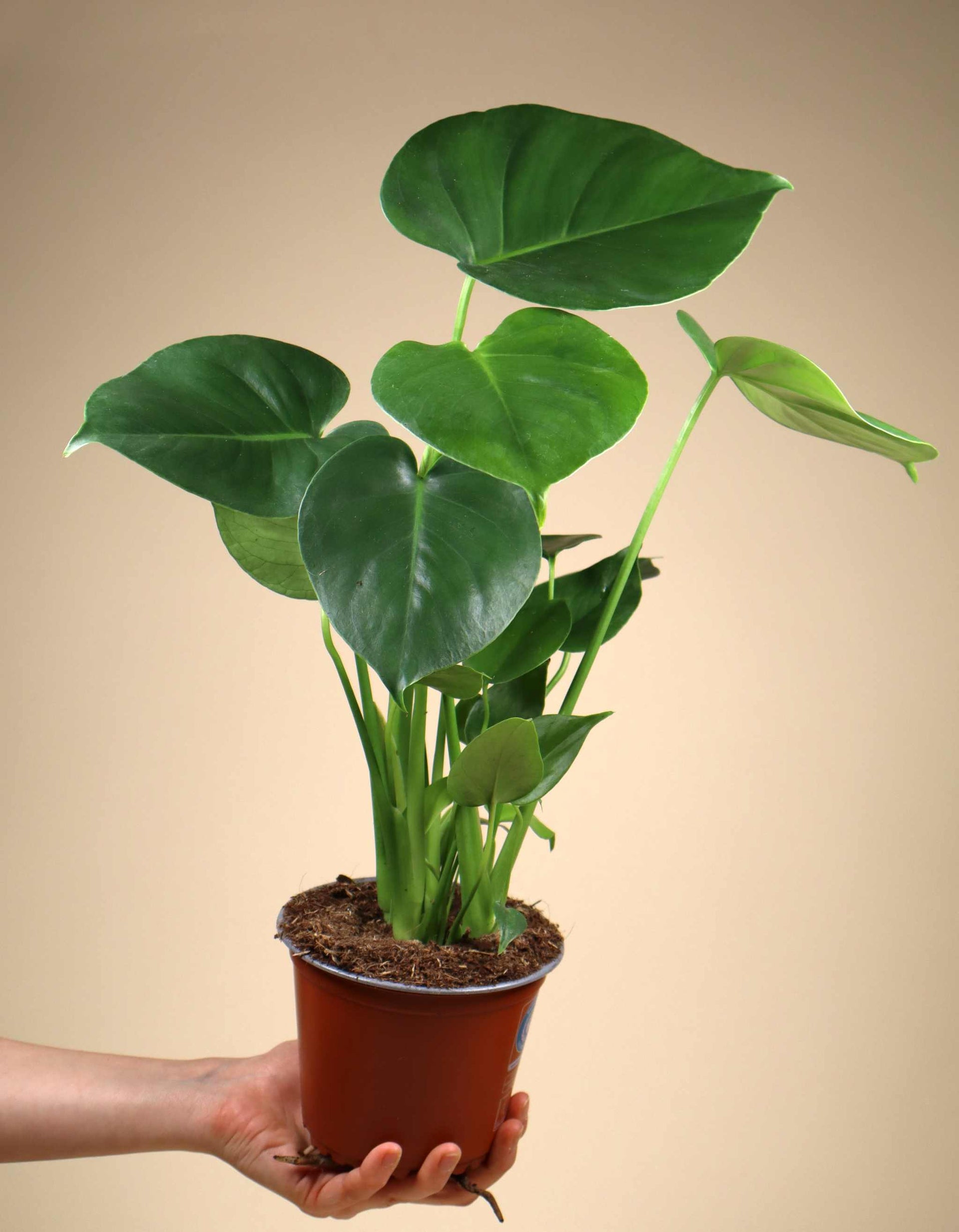 14 monstera deliciosa Monstera Deliciosa | Buy Unusual Plants Online