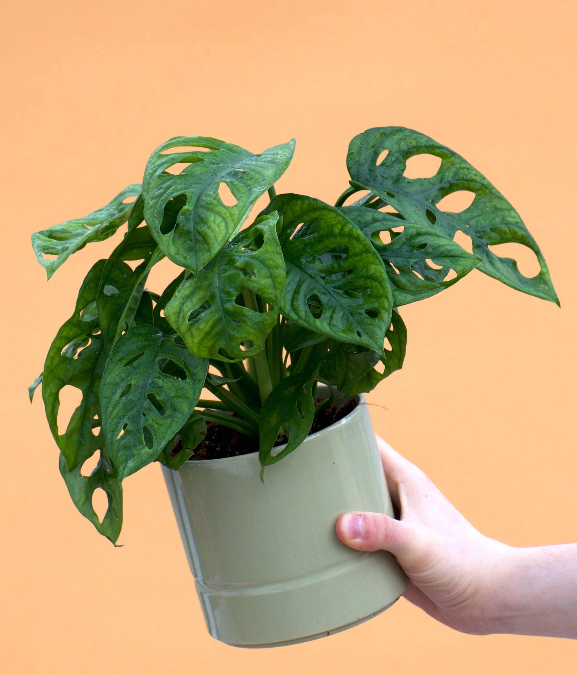 monstera monkey mask vs adansonii Monstera Adansonii 'Monkey Mask'| Buy Rare Plants Online – Ormbunker