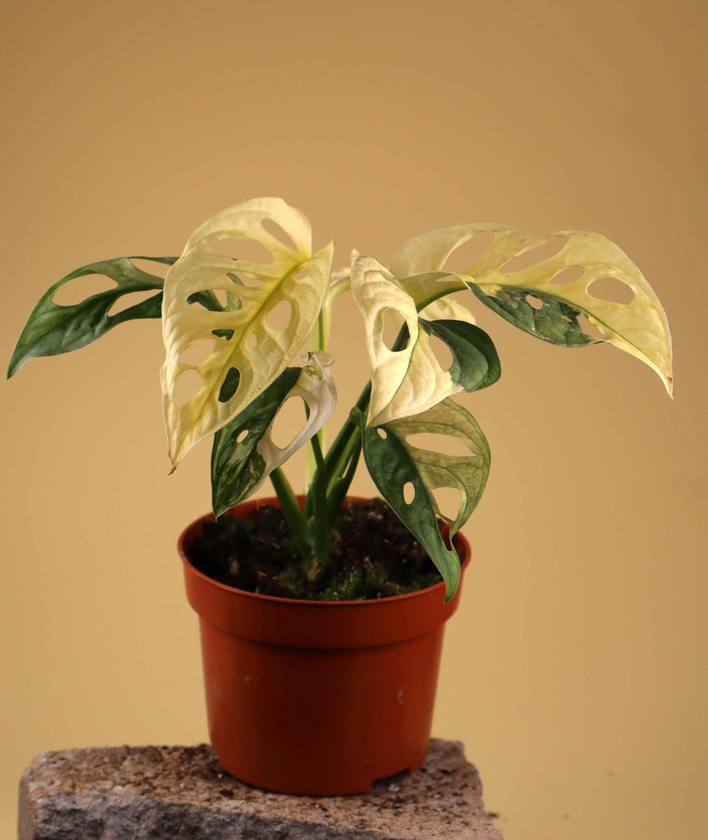 Monstera adansonii albo variegata