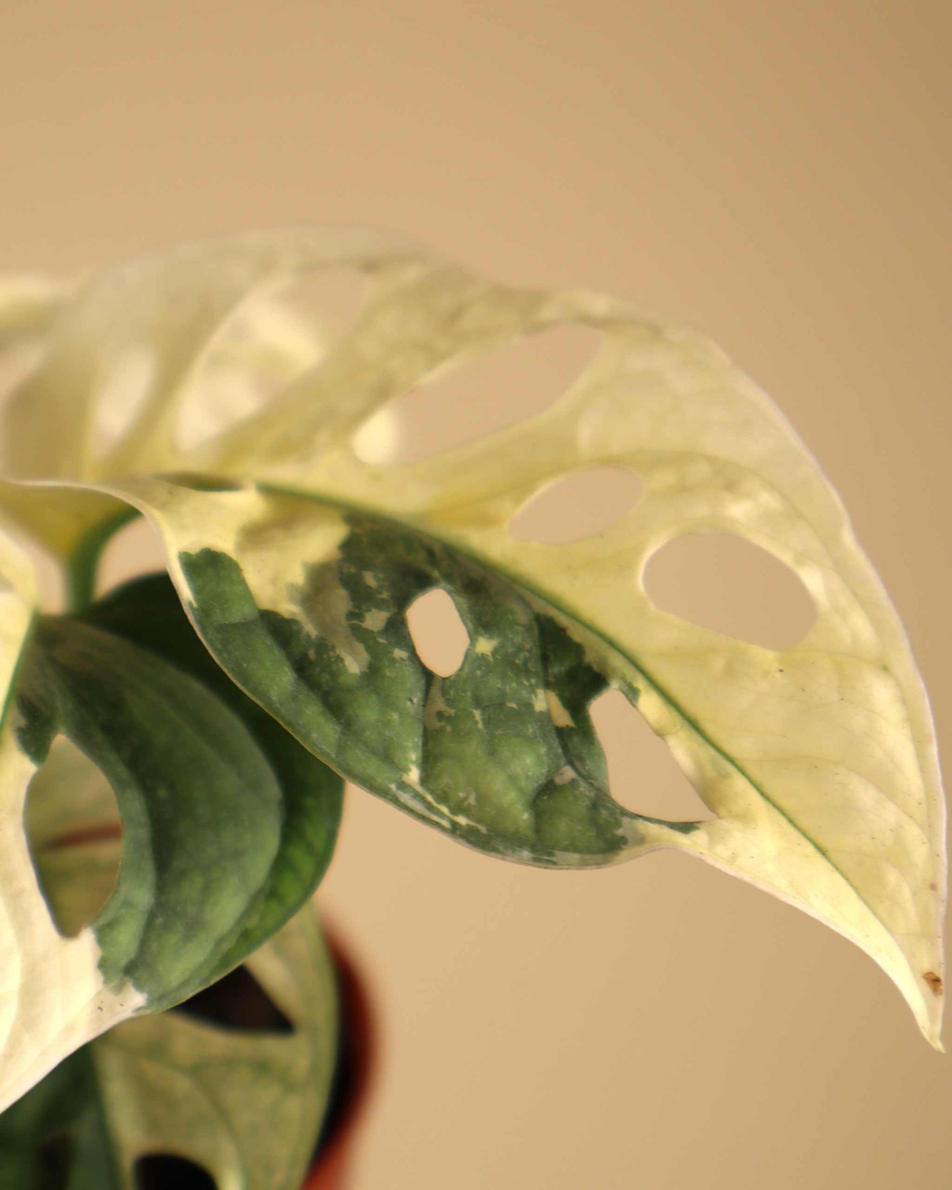 monstera adansonii gelbe blätter Monstera Adansonii Albo Variegata