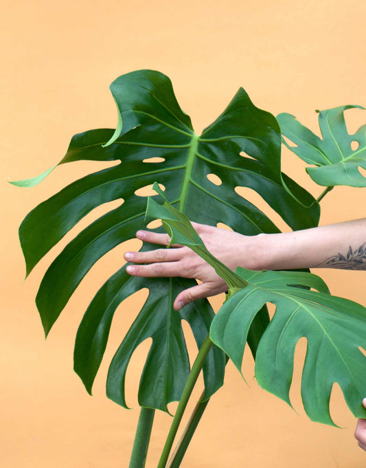 Monstera deliciosa