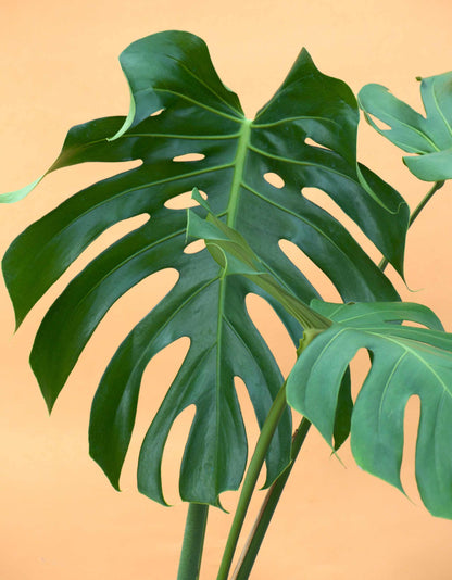 monstera plant en español Monstera Deliciosa | Buy Unusual Plants Online
