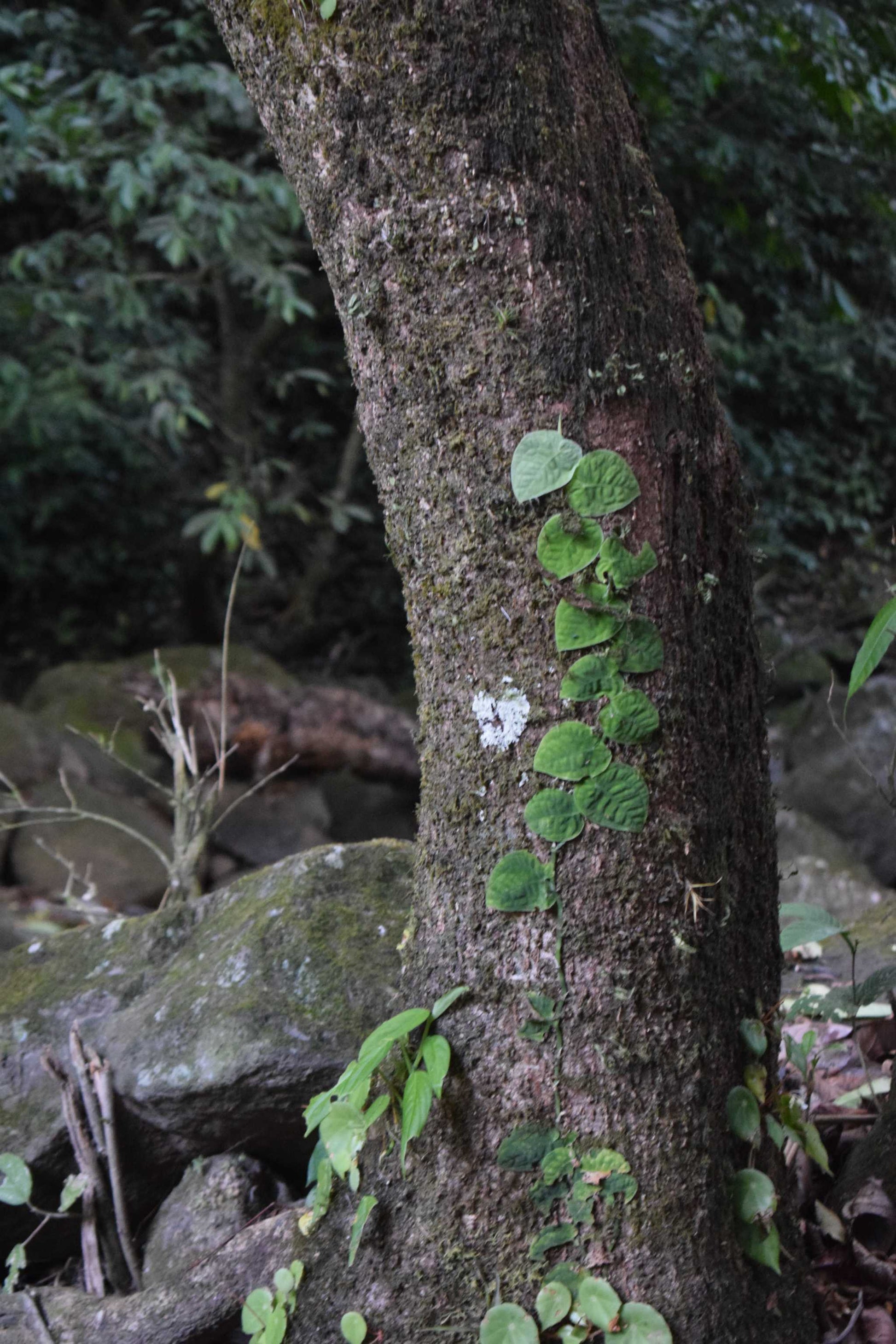 monstera dubia i djungel utzoomad