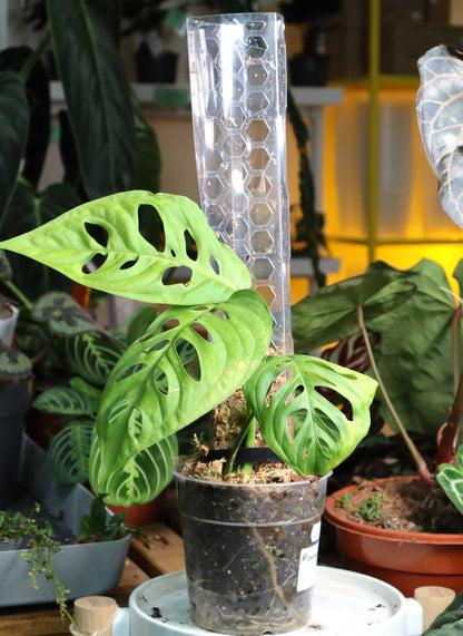 monstera esqueleto moss pole Moss Pole Transparent For Sale