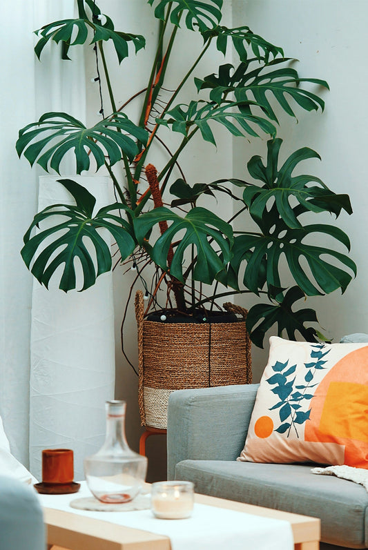 monstera inomhus