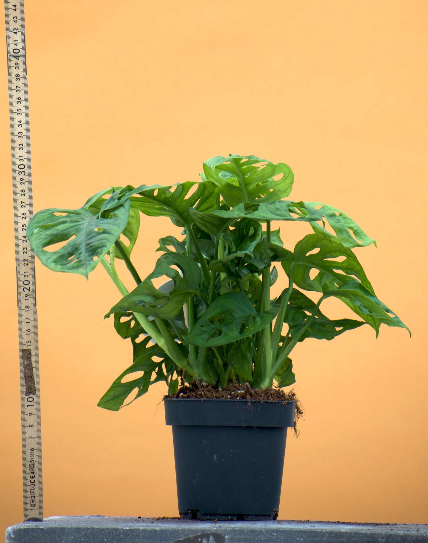 Monstera adansonii 'Monkey mask' storlek medium